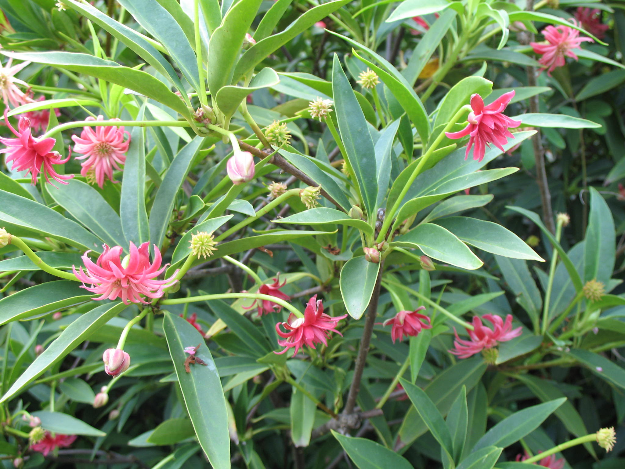 Online Plant Guide - Illicium henryi / Henry Anise Tree